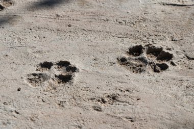 Gri çimento kaldırımında işaretlenmiş iki köpek ayak izinin yakın çekimi..