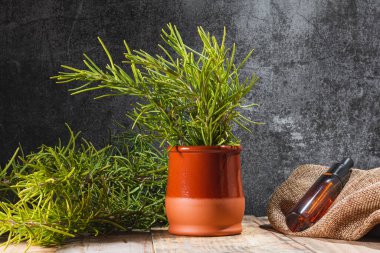 Ahşap bir masa üzerinde biberiye dalları ve bitkilerle dolu bir toprak kapları vardır. Bir tarafta, çuval bezinin üzerinde, bir şişe damlatıcıyla birlikte gerekli yağ var..