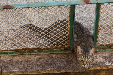 A gray-furred stray cat with wide eyes peering through the gap formed by two bars of a rusty metal fence painted green and white on a man-made stone ledge.