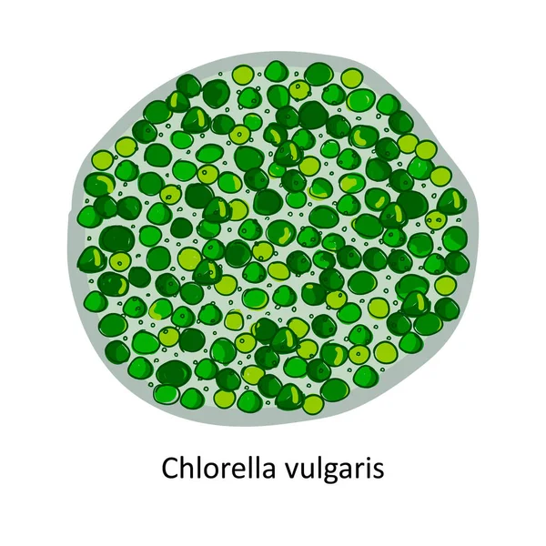 Chlorella Genus Single Celled Green Algae Belonging Division Chlorophyta Hand — Wektor stockowy