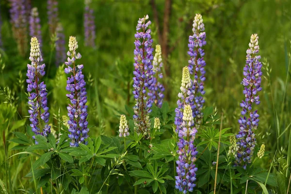 Campo Verão Delphiniums Violeta Selvagem Florescendo — Fotografia de Stock