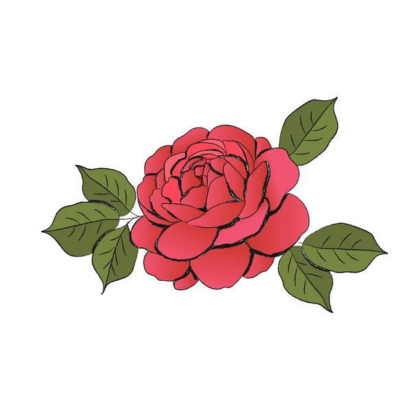 Handgezeichnete Vektorillustration Einer Rosa Pfingstrosenblume — Stockvektor