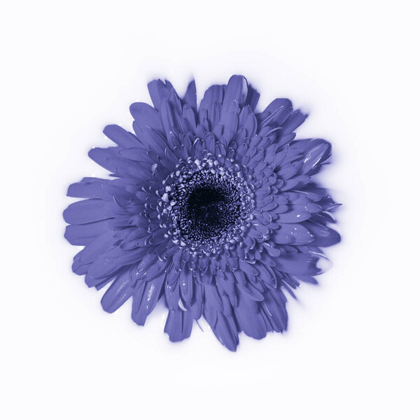 Гербера или Барбертон маргаритки цветочная голова в молочной ванне вода тонизируется в модном очень Пери цвета 2022 года. Красивый фиолетовый или фиолетовый цветочный фон, вид сверху