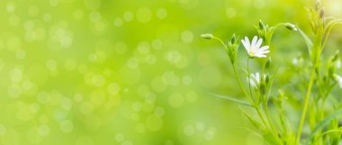 Yeşil çimenler ve yumuşak beyaz kır çiçekleri olan bahar arkaplanı. Güneşli ormanda taze yeşillik. Metin için kopyalama alanı olan pankart