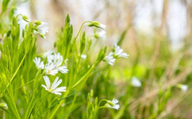 Yeşil çimenler ve yumuşak beyaz kır çiçekleri olan bahar arkaplanı. Güneşli ormanda taze yeşillik