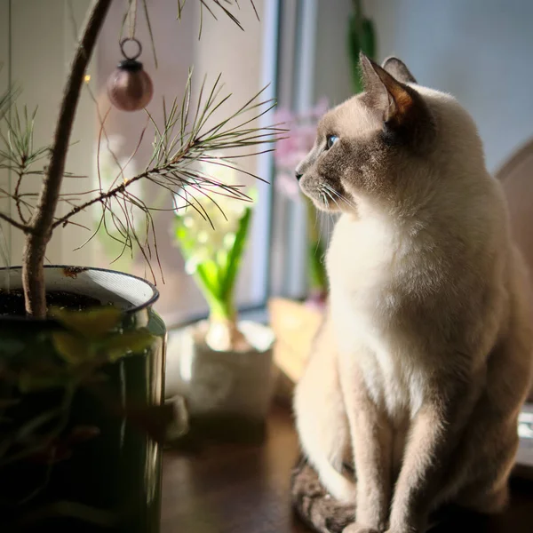 Fiori Sulla Molla Finestra Con Gatto — Foto Stock