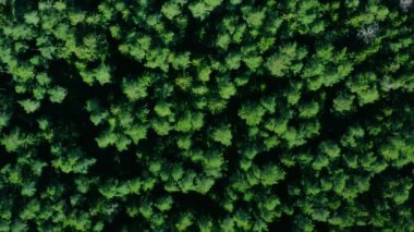 Yeşil güneşli orman, orman havası görüntüsü. Drone ağaçların üzerinden uçuyor. Doğal arkaplan hareket halinde
