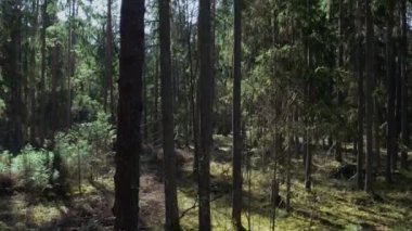 Yeşil güneşli orman, orman havası görüntüsü. Drone ağaçların üzerinden uçuyor. Doğal arkaplan hareket halinde