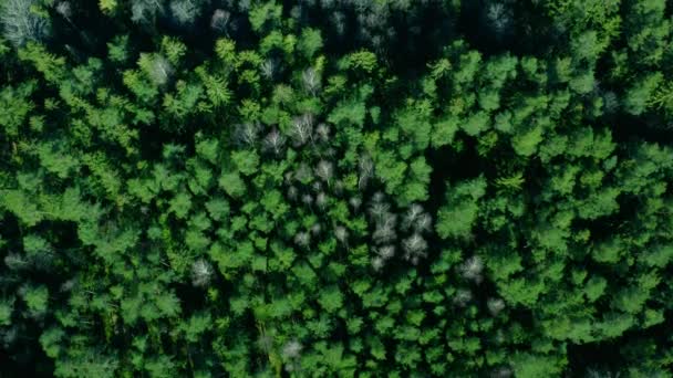 Zelený Slunečný Les Letecký Záběr Dron Přeletěl Přes Stromy Přírodní — Stock video