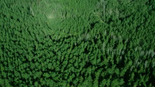 Forêt Verte Ensoleillée Vue Aérienne Des Bois Drone Survole Les — Video