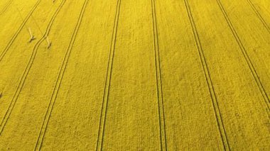 Sarı kolza tohumu çiçeklerinin açtığı büyük, güzel bir tarlanın havadan görünüşü. Sarı çiçek açan kanola alanı.