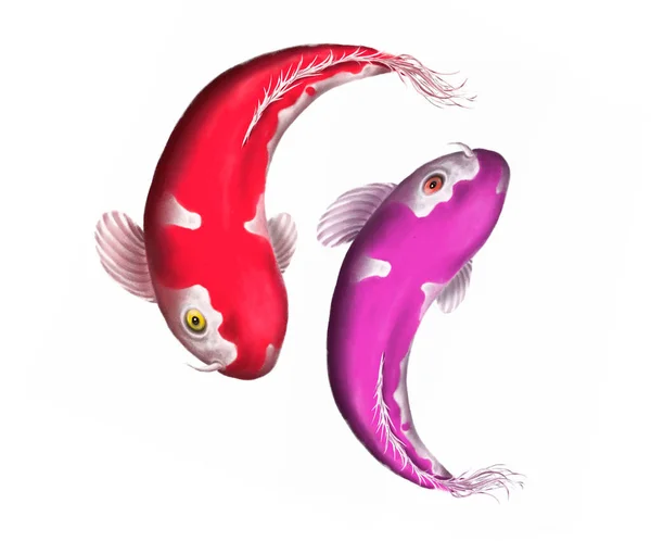 Illustration Koi Carp White Background — Stock fotografie