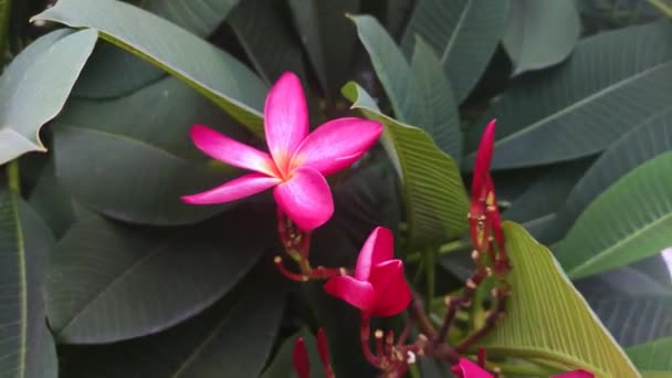 Kwiat i liście egzotycznej różowej plumerii kołysze się na wietrze zbliżenie, profesjonalny film — Wideo stockowe