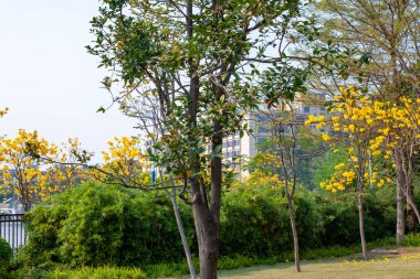 Şehir parkındaki yeşil ve sarı ağaçların güzel manzarası, doğal arka plan.
