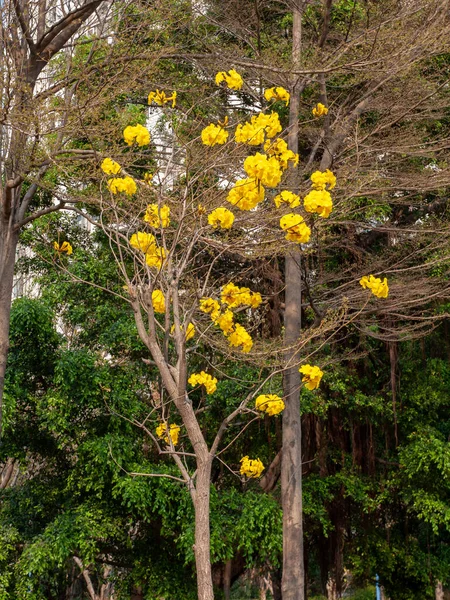Schöne Parkblumen von blühendem goldenen Trompetenbaum, blühendem Guayacan, Handroanthus chrysotrichus im Park — Stockfoto
