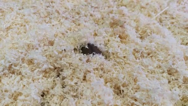 Roztomilý malý křeček kopání piliny v kleci zblízka — Stock video