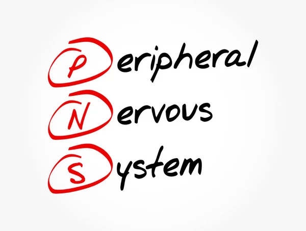 Pns Perifera Nervsystemet Akronym Medicinsk Begrepp Bakgrund — Stock vektor