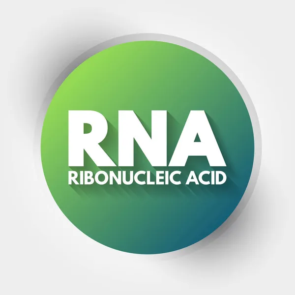 Rna Acido Ribonucleico Acronimo Background Concetto Medico — Vettoriale Stock