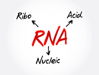 RNA Ribonükleik asit - genlerin düzenlenmesi ve ifade edilmesinde çeşitli biyolojik rollerde polimerik molekül, kısaltma metin kavramı arka planı