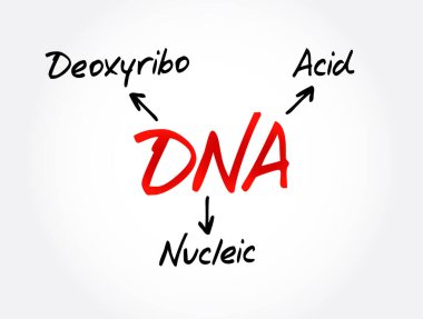 DNA - Deoksiribonükleik asit kısaltması, tıbbi konsept geçmişi