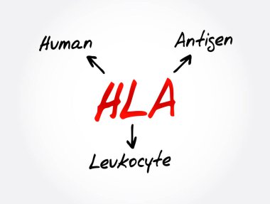 HLA - İnsan lökosit Antijen kısaltması, tıbbi konsept geçmişi