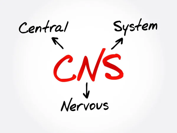 Cns Sistema Nervoso Central Parte Sistema Nervoso Que Consiste Principalmente —  Vetores de Stock