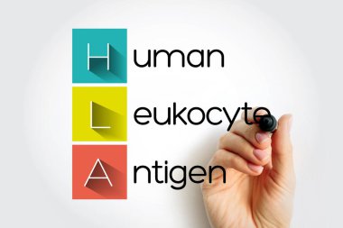HLA İnsan Lökosit Antijeni - Kromozom 6 'daki karmaşık genler hücre yüzeyi proteinlerini, kısaltma metin konseptini kodlar