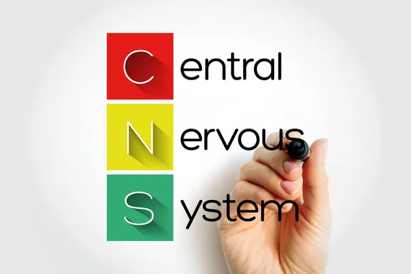 中枢神经系统是神经系统的一部分 主要由大脑和脊髓组成 缩写为Cns — 图库照片