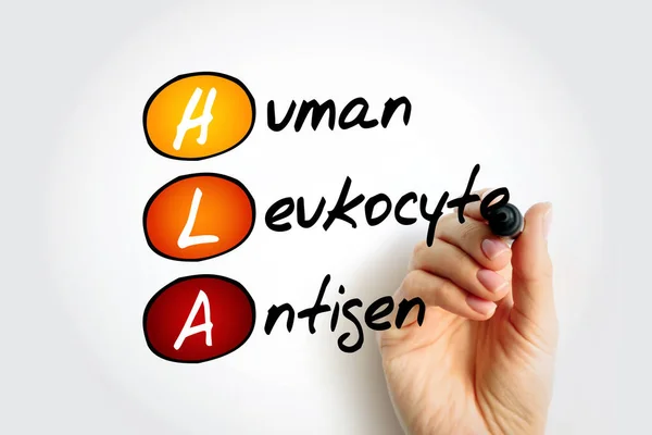 Hla Human Leukocyte Antigen Complex Van Genen Chromosoom Bij Mensen — Stockfoto