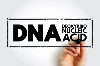 DNA Deoksiribonükleik Asit - insanlarda ve hemen hemen tüm diğer organizmalarda kalıtsal madde, kısaltma metin damgası