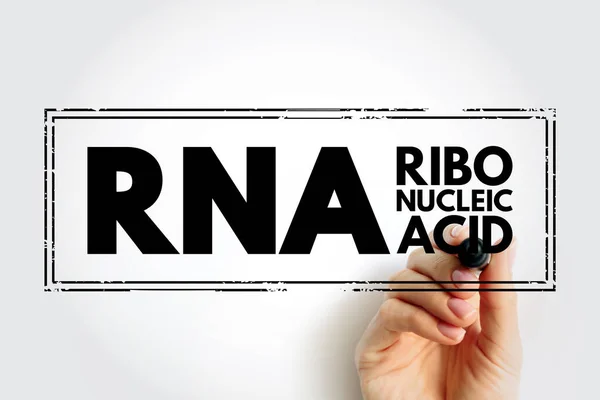 Rna Ribonucleic Acid Polymeric Molecule Essential Various Biological Roles Regulation — Foto de Stock