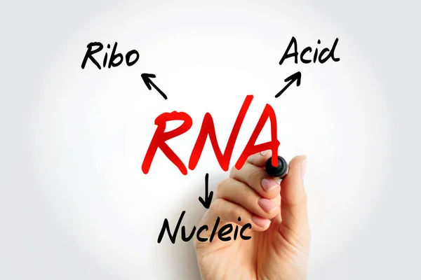 RNA Ribonucleic acid - polymeric molecule essential in various biological roles in regulation and expression of genes, acronym text concept background