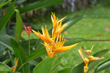 Bulanık yeşil arka planda Heliconia 'nın sarı çiçekleri