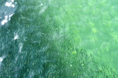 Küçük balık sürüleri su altında yüzer.