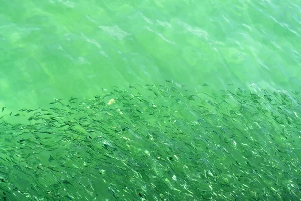 Школы Мелких Рыбок Плавают Водой Вид Сверху — стоковое фото