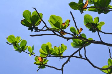 Yeşil yapraklı ve olgunlaşmamış meyveli tropik badem dalı, mavi gökyüzüne karşı güneş tarafından aydınlatılıyor.