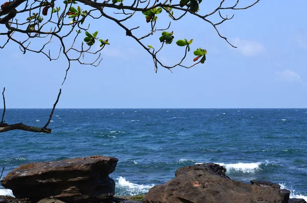 Güneşli bir günde kayalık sahilden denize bir manzara, önplanda bir ağaç dalı ve büyük taşlar