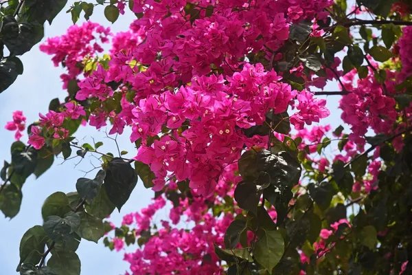 Branches Blooming Pink Bougainvillea Illuminated Sun Sky — Stock Photo, Image