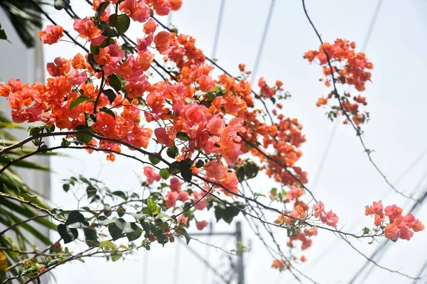 Branches Blooming Orange Bougainvillea Illuminated Sun Sky — Stock Photo, Image