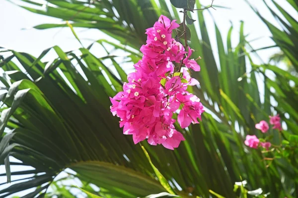 Branches Blooming Pink Bougainvillea Illuminated Sun Background Palm Leaves — Stock Photo, Image