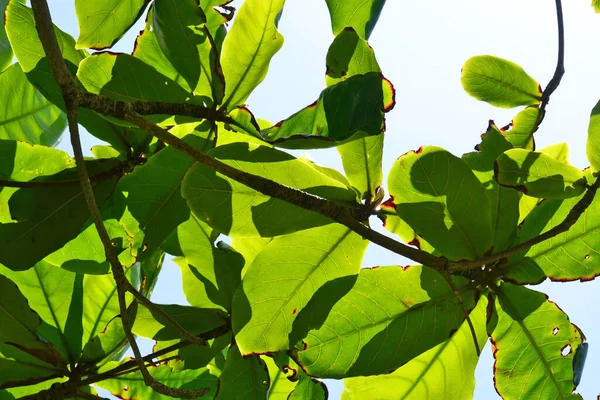 Tropical Almond Branch Green Leaves Illuminated Sun Sky — Stock Photo, Image