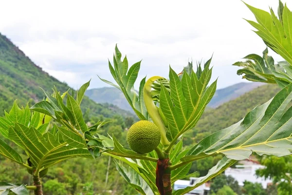 Breadfruit Ripening Fruit Blurred Background Mountains Sky Scientific Name Artocarpus — Stock Photo, Image