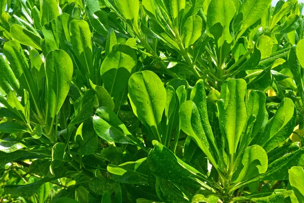 Πυκνά Αγκάθια Από Μαρούλι Έντονα Πράσινα Φύλλα Βρεγμένα Βροχή Φωτισμένα — Φωτογραφία Αρχείου