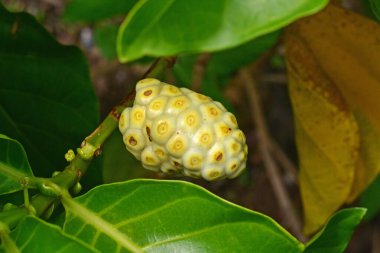 Yeşil yapraklı bir sapta olgunlaşmış noni meyvesi.