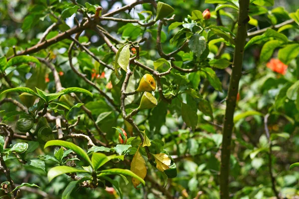 Rosa Cera Planta Con Frutas Hojas Día Soleado —  Fotos de Stock