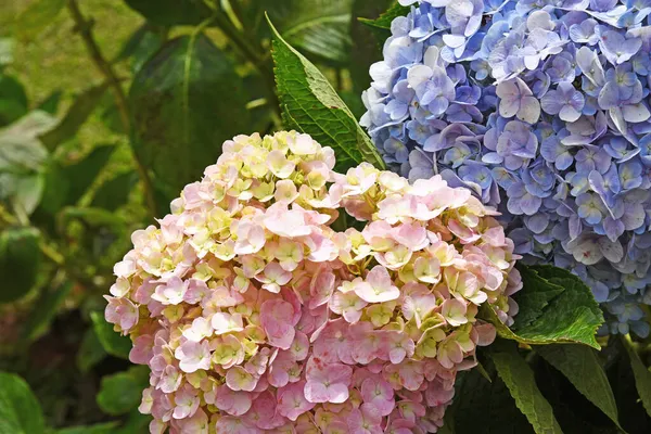 太陽に照らされたピンクと青の紫陽花の花 — ストック写真