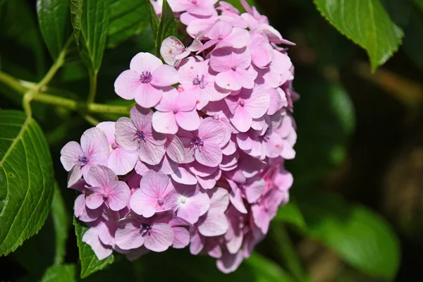 濃い緑色の葉を背景に 太陽に照らされたピンクのアジサイの花 — ストック写真