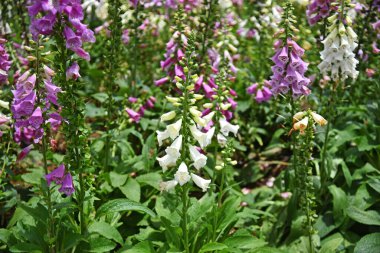 Beyaz ve pembe yüksükotu çiçekleri güneş tarafından aydınlatılır