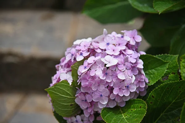 古代の石段の上に傾いたピンクアジサイの花 — ストック写真