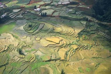 Güneşin aydınlattığı pirinç tarlaları, manzaralı teraslar.